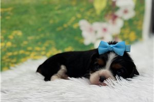 Memphis - Cavalier King Charles Spaniel for sale