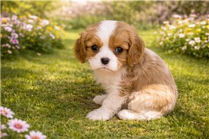Iverson - Cavalier King Charles Spaniel for sale