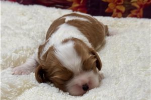 Gwen - puppy for sale