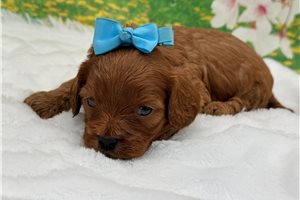 Otis - Cavapoo for sale