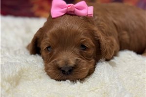 Alexis - Cavapoo for sale