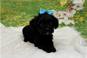 Acorn - Cavapoo for sale