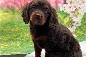 Hazel - Cavapoo for sale