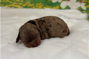 Blair - Cavapoo for sale