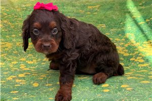 Hazel - Cavapoo for sale