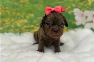 Tilly - Cavapoo for sale