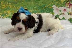 Henry - Cavapoo for sale