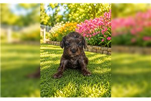 Tilly - Cavapoo for sale