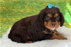 Leonardo - Cavapoo for sale
