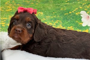 Hazel - Cavapoo for sale