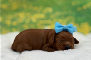 Otis - Cavapoo for sale