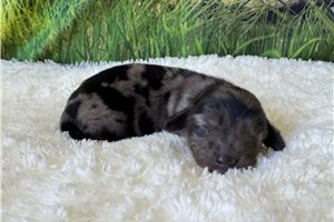 Daffodil - Mini Dachshund for sale
