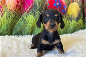 Collette - Dachshund, Mini for sale