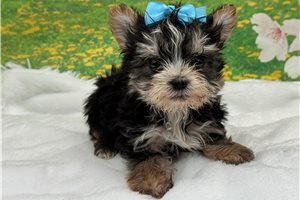 Liam - Morkie / Yorktese for sale