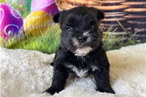 Brittany - Morkie / Yorktese for sale