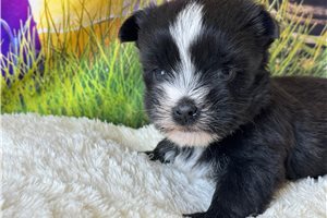 Bella - puppy for sale