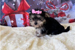 Dorothy - Morkie / Yorktese for sale