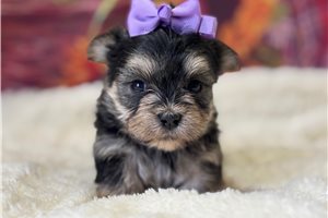 Lily - puppy for sale
