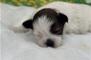 Riley - Pomeranian for sale