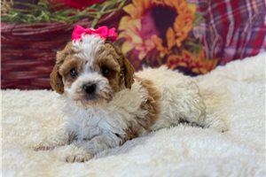 Mackenzie - Poodle, Miniature for sale