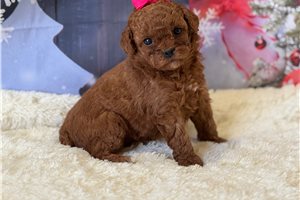 Lucille - Poodle, Miniature for sale