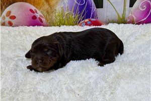 Isabella - Miniature Poodle for sale