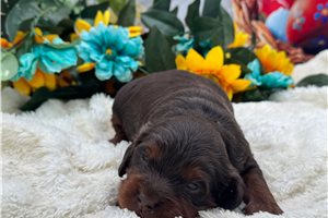 Isabella - Poodle, Miniature for sale