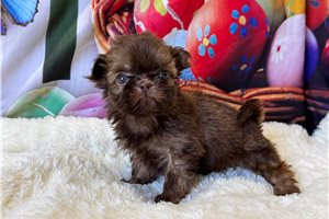 Abigail - Shih Tzu for sale