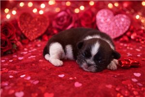 Oliver - Shih Tzu for sale
