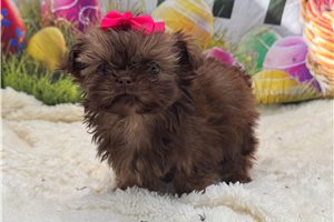 Abigail - Shih Tzu for sale