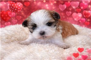 Owen - Shih Tzu for sale