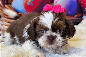 Adeline - Shih Tzu for sale