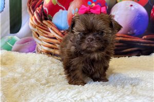 Abigail - Shih Tzu for sale