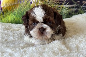 Adeline - Shih Tzu for sale