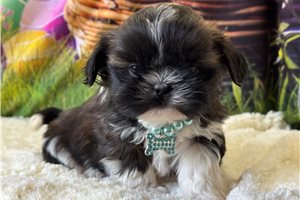 Amelia - Shih Tzu for sale