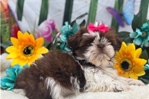 Adeline - Shih Tzu for sale