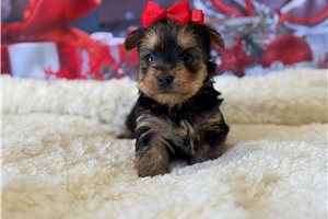 Lena - Yorkshire Terrier - Yorkie for sale