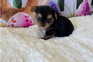 Eddison - Yorkshire Terrier - Yorkie for sale