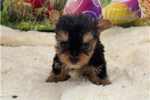 Eddison - Yorkshire Terrier - Yorkie for sale