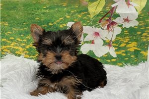 Nathaniel - Yorkshire Terrier - Yorkie for sale