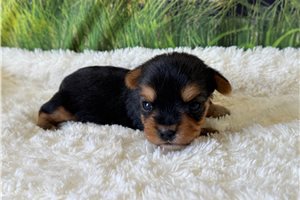 Eddison - Yorkshire Terrier - Yorkie for sale