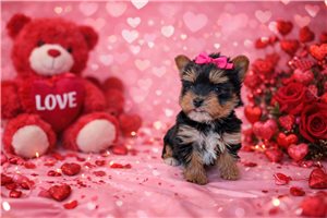 Gina - Yorkshire Terrier - Yorkie for sale