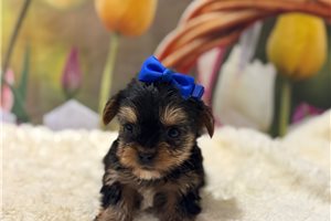 Eddison - Yorkshire Terrier - Yorkie for sale