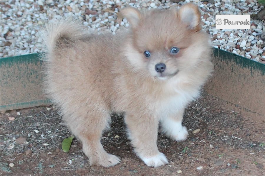 Kira, female Pomeranian puppy for sale