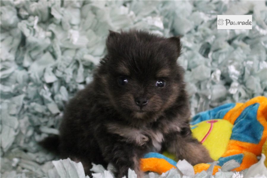 Sedona - Pomeranian for sale