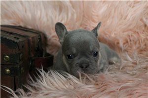 Denise - puppy for sale