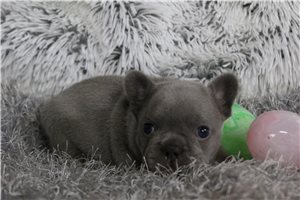 Asher - puppy for sale
