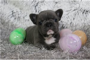 Avery - puppy for sale