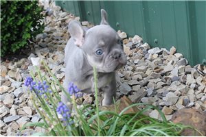 Delta - French Bulldog for sale