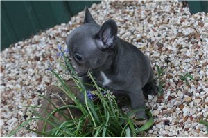 Aria - French Bulldog for sale